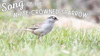 Song of the Whitecrowned Sparrow [upl. by Gasper]