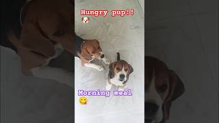 Morning meal beagle waggytailbainiytshorts viralvideo [upl. by Nipahc]