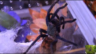 Greenbottle Blue Tarantula Habitat Transfer Chromatopelma Cyaneopubescens [upl. by Bevash]