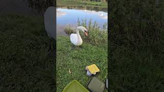 River Trent cheeky swan 🤔🤪🎣🤣 [upl. by Lipp]