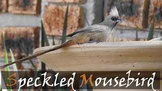 Speckled Mousebird Colius striatus Bird Call  Stories Of The Kruger [upl. by Llenyt833]