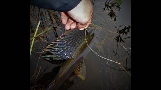 Grayling fishing in the mountain [upl. by Anastase864]