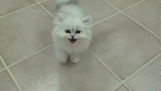 Cats 101 Chinchilla silver persian kitten [upl. by Georgeanne]