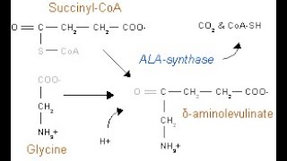 Biosynthesis of Chlorophyll I  Synthesis of ALA  Dr Rohitashv Choudhary [upl. by Barny]