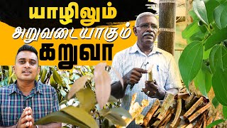 யாழிலும் அறுவடையாகும் கறுவா  Jaffna Planting  Cinnamon  Chunnakam  Mallakam [upl. by Cohe725]