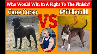 Pitbull VS Cane Corso Who Would Win [upl. by Haizek]