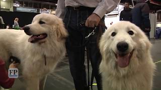 Impressionen von der 9 Internationalen RassehundeAusstellung in Chemnitz [upl. by Petra194]