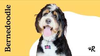 Everything You Need to Know About the Bernedoodle [upl. by Aryhs]