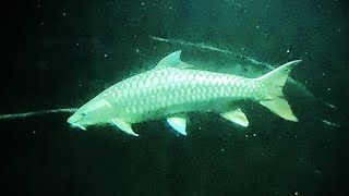 Halfparalyzed Has 25ft 8yo Golden Mahseer in 25K gal broken its back [upl. by Joost248]