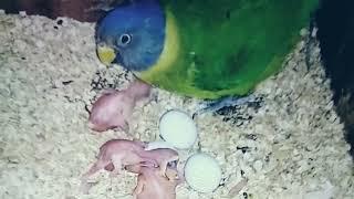 Plum Head Parakeet Progress  Plum head parrot breeding age  Plum head parrot baby birdschannal [upl. by Ynatsed57]