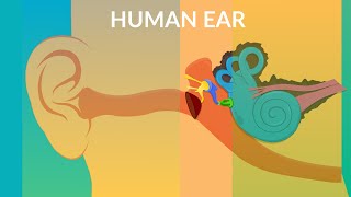 How your Ear Work  Human ear structure and function [upl. by Zipporah]