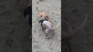 Thai Ridgeback dog is playing with her like crazy🐕 [upl. by Meredith]