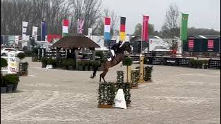 Oilily de Muze 1m45 LR CSI Lier Maart 2024 JumpOff [upl. by Mechling]