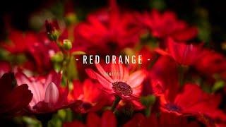 Senetti® Red Orange Sene Igonii [upl. by Eetnod921]