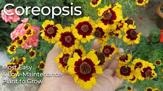 Coreopsis Flower  Coreopsis Plant Care  Tickseed Plant  Most Easy to Grow Flowers [upl. by Lothair887]