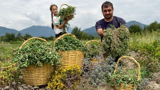 HARVESTING PORTULACA FOR HEALTHY LIFE  UNIQUE GREENS RECIPE  RELAXING VILLAGE FAMILY [upl. by Aihsi]