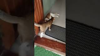 Kunjappu ❤️❤️Kuttappu ❤️❤️CutePetsVideos ❤️❤️ [upl. by Paff]