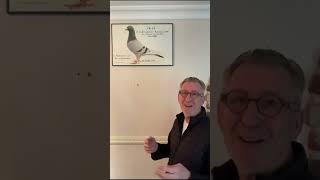 Gerard Koopman Pigeons quotDe 48quot [upl. by Nerrat]