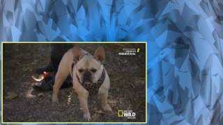 Cesar 911 S02E09 Aggressive Little Monsters [upl. by Donal]