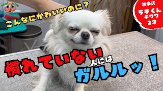 人が苦手なチワワが噛み犬トリミング初来店！！ [upl. by Tezzil669]