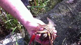 pêche de lécrevisse pattes rouges ecrevisses astacus astacusedelkrebse noble crayfish [upl. by Eulaliah]