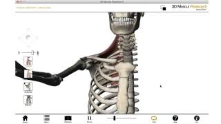 3 Scapulothoracic joint 3D anatomy tutorial [upl. by Ahsiekit]