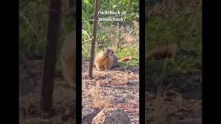 is that a yellowbellied marmot [upl. by Atinej]