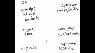 Gen Bio 2 low tech review  eukaryotic lineage supergroup drama [upl. by Edette293]