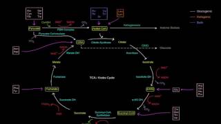 Amino Acid Oxidation Pathways Part 1 of 10  Intro [upl. by Sonstrom]