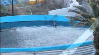 Misty the dolphin at Taiji Dolphin Base left to die alone [upl. by Aihseyt]