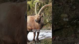 Bringing Back Pyrenean Ibex Using Cloning [upl. by Nauqed146]