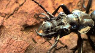 Anthia cinctipennis feeding [upl. by Anjanette923]