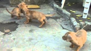 Perros salchichas en venta dachshund [upl. by Mayberry]