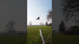 This Gray Crow was chasing an Owl so I intervened with my Shotgun [upl. by Thebazile526]