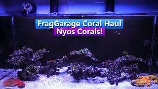 Nyos Reef Tank update  Frag Garage Coral Haul [upl. by Lubba]