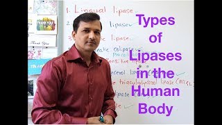 Types of Lipases in the Human Body [upl. by Eenyaj]