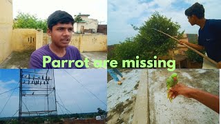 Parrot are missing parrot ko pakar liya parrot are flying parrot are so cute [upl. by Marchall]