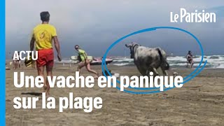 Une vache sème la pagaille sur une plage du sud de la France après sêtre échappée de son enclos [upl. by Namielus]