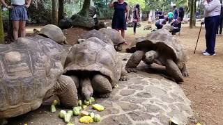 Feeding And Walking Around Giant Aldabra Tortoises Whilst Mating  La Vanille Nature Park Mauritius [upl. by Nerol]