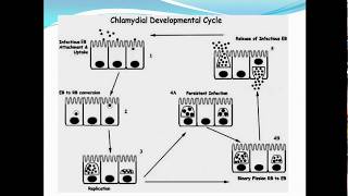 Chlamydia ppt Veterinary [upl. by Hareenum]