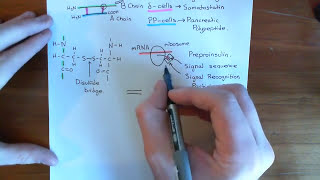 Insulin Synthesis and Secretion Part 2 [upl. by Ahcilef]