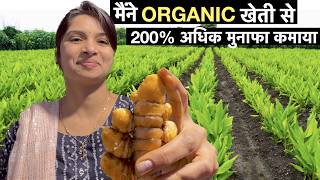 Organic Haldi farming business model in India  Turmeric Powder Profitable Agriculture [upl. by Graner837]