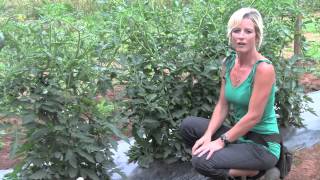 Pruning and Staking Tomatoes  Perfect Techniques [upl. by Aileek676]