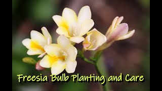 Freesia Flower Bulb planting and Care [upl. by Idalina]