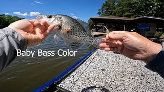 Great Baby Bass Color Crappie Bait [upl. by Merrel]