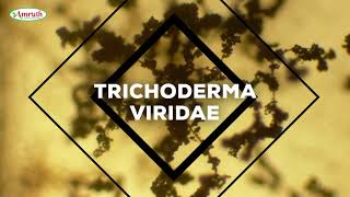 TRICHODERMA VIRIDE  AMRUTH ORGANIC FERTILIZERS BIO FUNGICIDE ALDERM DISEASE MANAGEMENT ORGANIC [upl. by Haff]