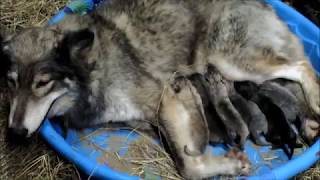 Wolfdog puppies and Wolf hybrids for sale in Florida wwwwolfdogpuppylovecom breeder [upl. by Raclima97]