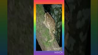 Screaming toad frog 🐸🐸🐸🐸 sound animals frog toad viralvideo ytshorts youtube indian short [upl. by Meyer]