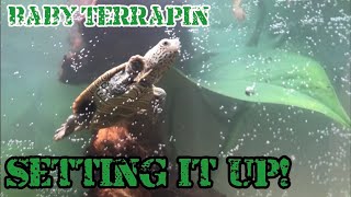 10 Gallon Diamondback Terrapin Setup [upl. by Larue]