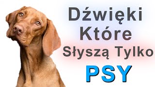 Dźwięki które słyszą tylko Psy [upl. by Lyrak]